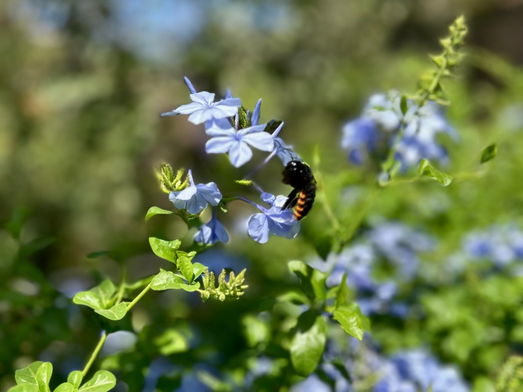 Mornings (Dancing Bees)