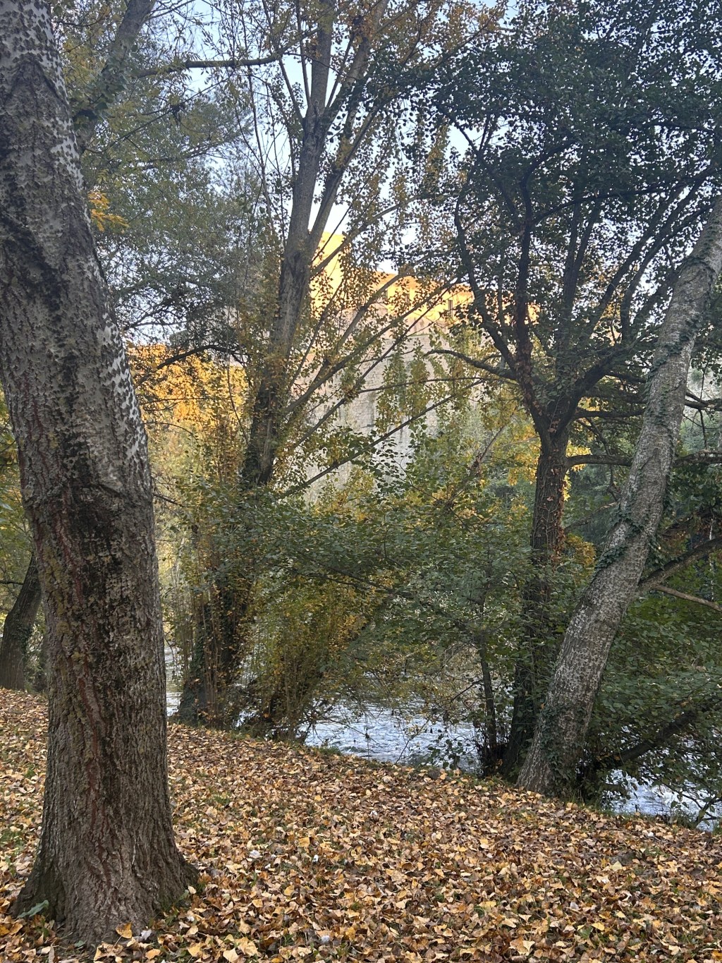 Evolution Just Wants To&nbsp;Play